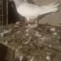 کبوتر الماسی نر