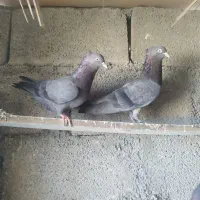 جفت شرابی