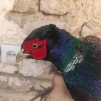 خروس جنگلی پرورشی واسه گوشت واسه درمان بیشتر امراض|حیوانات مزرعه|تربت‌حیدریه, یحیی آباد|دیوار