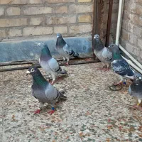 سه جفت پلاکی مسافتی