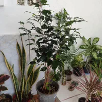 انواع گلهای طبیعی،گلخانه ای واپارتمانی|خدمات باغبانی و درختکاری|داراب, |دیوار