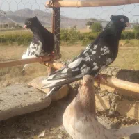کله سیاه کبوتر|پرنده|آشخانه, |دیوار