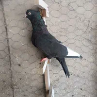 قره سیاه.کلاغ.طوق سفید. سینه سیاه.دم سفید