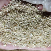 برنج|خوردنی و آشامیدنی|کوهدشت, |دیوار