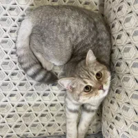 گربه بریتیش نر ۷ ماهه|گربه|رشت, گلسار|دیوار