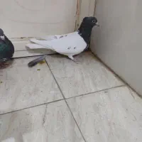 کبوتر کله ای|پرنده|لنجان, |دیوار