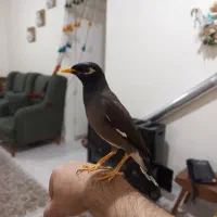 مرغ مینا جوجه سخنگو با قفس|پرنده|تهران, جیحون|دیوار