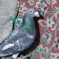 سلام کفتر پلاکی