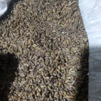 250کیلو‌گندم مهرگان بذر مال شده|عمده‌فروشی|چمران, |دیوار