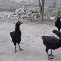 مرغ محلی به فروش  میرسد