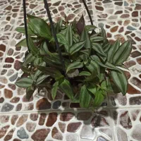 گل وگیاه طبیعی باقیمت مناسب|گل و گیاه طبیعی|برازجان, |دیوار