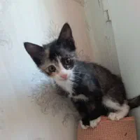 ۲ تا بچه گربه ناز و خوشگل