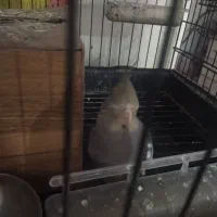 عروس هلندی|پرنده|گرمخان, |دیوار