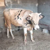 فروش گوساله و گاو ابستن