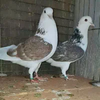 کبوتردونسته پرش سنگین به شرط باضمانت تضمین صددرصد|پرنده|ری, شهید بهشتی|دیوار