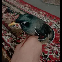 مرغ مینا سخنگو|پرنده|اهواز, سلطانمنش|دیوار