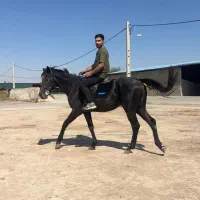 اسب تروبرد 100