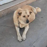 سگ سراب  ماده