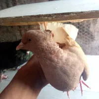 کبوتر|پرنده|لالی, |دیوار