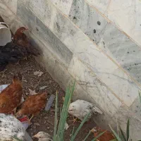 جوجه مرغ و بلدرچین تخم گزار|حیوانات مزرعه|بیرجند, |دیوار