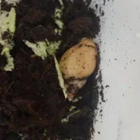 حلزون مولد و نوزاد حلزون و خاویار با کیفیت