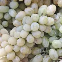 یک سبد نارنگی|خدمات حمل و نقل|انار, |دیوار