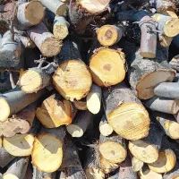 خریدانواع صنوبر بید چوب میوه خرید بادریز|خدمات باغبانی و درختکاری|اهر, |دیوار