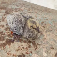 جوجه کبوتر زیر ده روز