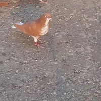 خوشرنگ زرد گلدار نر۴۵۰|پرنده|کازرون, |دیوار