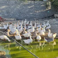 غاز نر.خروس محلی جوان