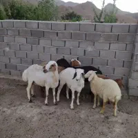 میش و بره چینی فروشی یا معامله با گوسفند چاق