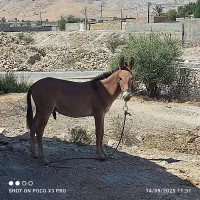 مادیان با کره قاطر نر ۵ماهه