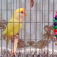 طوطی برزیلی معاوزه جفت مرغ عشق