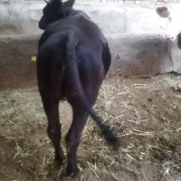 گوساله ماده انگوس مونت بیلیارد