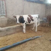 گوساله ماده