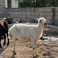 گوسفند میش کردستانی