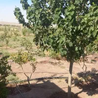 باغچه ۱۵۰۰ متری با موقعیت عالی و سند تک برگ|فروش خانه و ویلا|اشتهارد, |دیوار