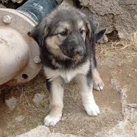 توله سگ|سگ|بیرجند, |دیوار