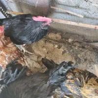 خروس سیاه مرندی و بوقلمون برنز|حیوانات مزرعه|بیرجند, |دیوار