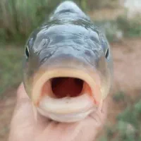 فروش خریدار ماهی نوع ماهی پرورشی و هور