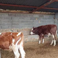 گوساله سیمینتال نر الشتر