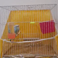 یک جفت مرغ عشق مولد دارن آغل گرم میکنن