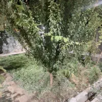 باغ ویلا جاده منشاد