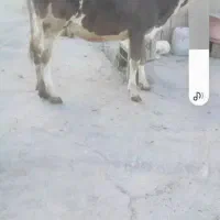 گوساله ماده کورمیباشدمعاوضه بامیش زاییده هم دارم