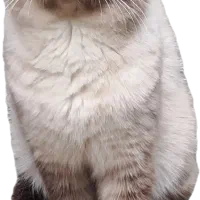 گربه اسکاتیش