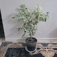 شامادورا ، فیکوس ، بنجامین|گل و گیاه طبیعی|تهران, مهرآباد جنوبی|دیوار