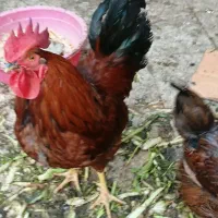 خروس و مرغ تخم کن ۹ ماهه