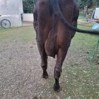 گاو دورگ با گوساله نر هلشتاین|حیوانات مزرعه|سنگر, |دیوار