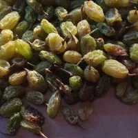 یک قطعه باغ انگوری واقع در روستای ورچق حدود دوجریب