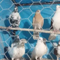 کبوتر|پرنده|سامن, |دیوار